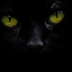 personaliza-tu-icono-de-whatsapp-con-un-gato-negro